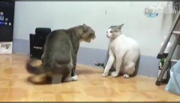 Boksör kediler sosyal medyayı salladı