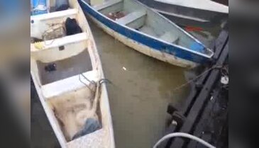 Piranhaların dehşete düşüren saldırısı