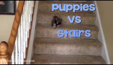 Köpekler ve merdivenler