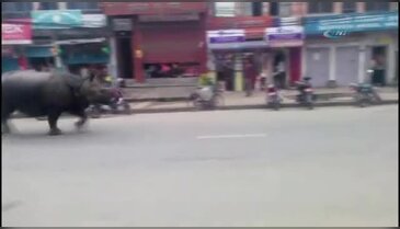 Nepal'de gergedan dehşeti: 1 ölü, 6 yaralı
