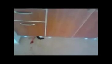 (+18) Kedi katiline tutuklama!