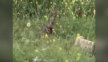 Arazide insan kemiği bulundu