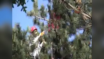 Ağaçtaki kadın cesedi böyle indirildi