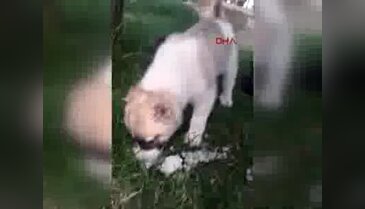 Yavru köpeğin kulağını kestiler!