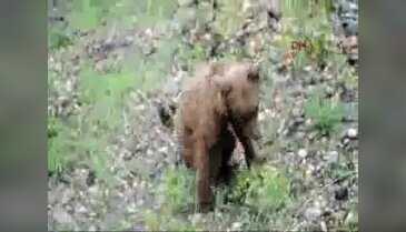 Kayalıklardan yuvarlanan yavru ayı tedaviye alındı