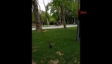 Yavru kargaya yardım etmek isterken...
