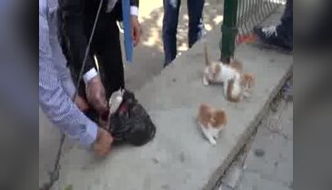 Kedilere ciğerli önlem