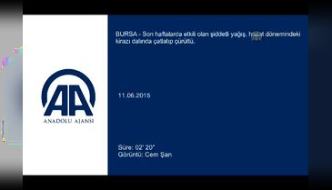 Bursa'da çiftçiye ağır darbe! Dalında çürüdü!