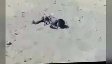 İsrail, çocukları yasalara uygun öldürmüş!