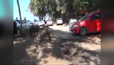 Yaban domuzları piknik alanlarına indi