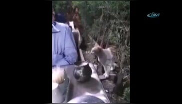 Kibar kedi