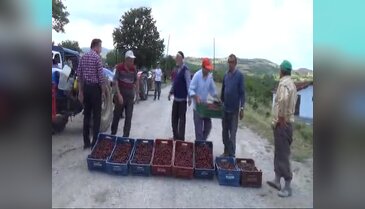 Bursa'da ihracat yapamayan kiraz üreticileri yol kapattı!