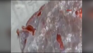 Kasaptan aldığı et eve gidince canlandı!