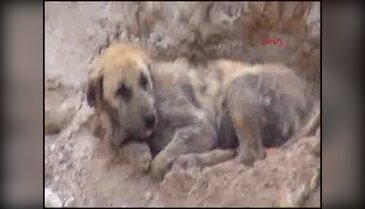 Köpekler ve leylekler yaşam mücadelesi veriyor