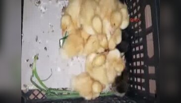 Saldırganların sattığı civcivler de emniyete getirildi