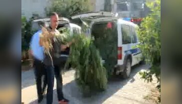 Evinin bahçesini esrar tarlasına çevirdi