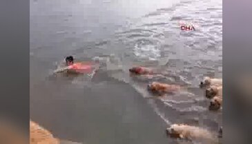 Sahiplerinin peşini suda bile bırakmadılar