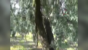 Zeytin ağaçlarına ağladı