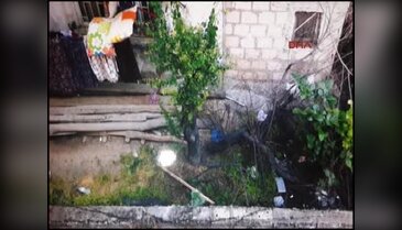 Komşusunun ağaçlarını kestiği için 3 yıla kadar hapsi isteniyor