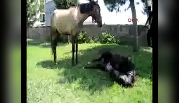Bursa İnegöl'de tayın karnı yarıldı