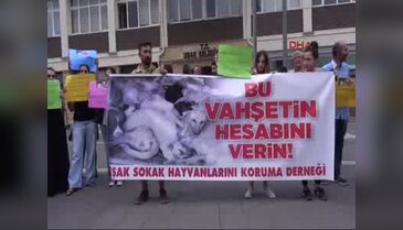 Köpek katliamına bir kınama daha