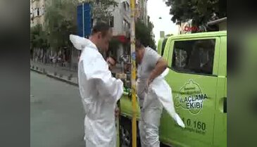İstanbul'da tırtıl alarmı