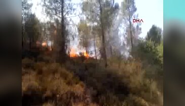 Erdek'te orman yangını