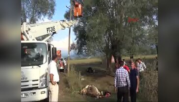 Ayılar 3 ineği telef etti