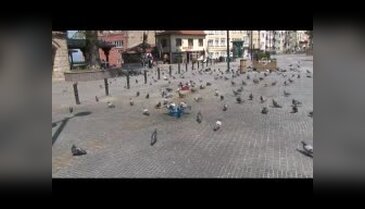 Sıcaktan bunalan güvercinler leğende serinliyor