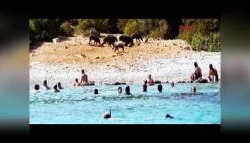 Turistler ve domuzlar bir arada