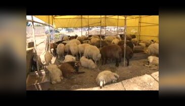 Bursa'da koçlar kurban olmayı bekliyor!