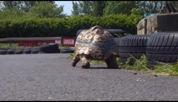 Dünyanın en hızlı kaplumbağası o