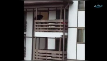 Aç ayı 3 katlı binaya tırmandı