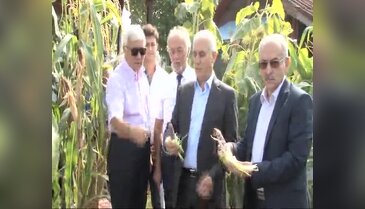 Bu mısırlar rengarenk