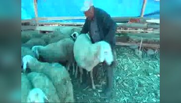 120 kiloluk koç görenleri şaşırtıyor