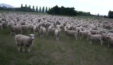 Koyunlara miting yapmak