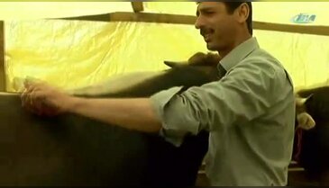 Kurbanlıkları türkü söyleyerek yetiştiriyor