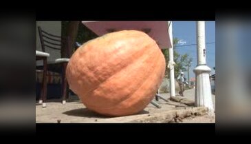 Dev kabak üretti, bir römork domates fiyatına sattı