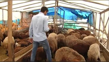 Bursa'da başlık parasını biriktirmek için kurbanlık satıyorlar