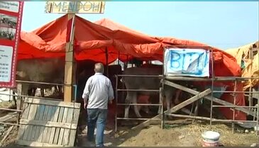Bursa'da kaçak satıcılar canlarından bezdirdi
