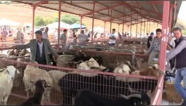 Karacabey kurban pazarı