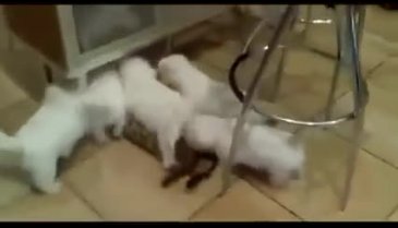 Köpek saldırısına maruz kalan kedinin dramı