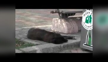 Yazlıkçılar, köpeklerini sokağa terk etti