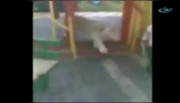 Şaka değil gerçek: Çocuk parkında aslan saldırısı!