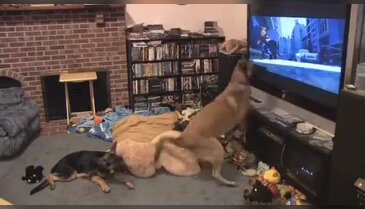 Televizyona sinirlenip oyuncağa saldıran köpek