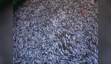 5 kilosu 5 liraya satılıyor