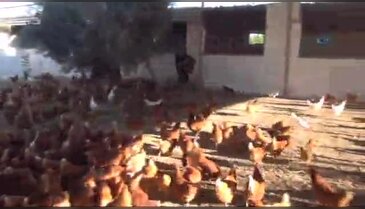 Tavukçudan Muharrem İnce'ye 'ortaklık' teklifi