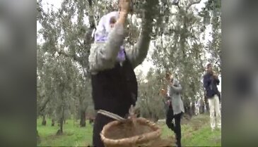 Canan Karatay Bursa'da zeytin topladı