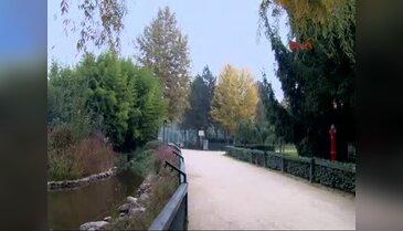 Bursa'da Zürafaları elleriyle beslediler