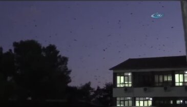 Mısır hasadı bitti, kargalar gökyüzünü kapladı